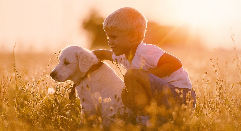 Boy training his golden retriever puppy
